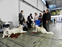 Keona,Coralie & Dash